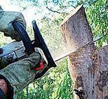 How Our Tree Care Process Works  in  Higganum, CT